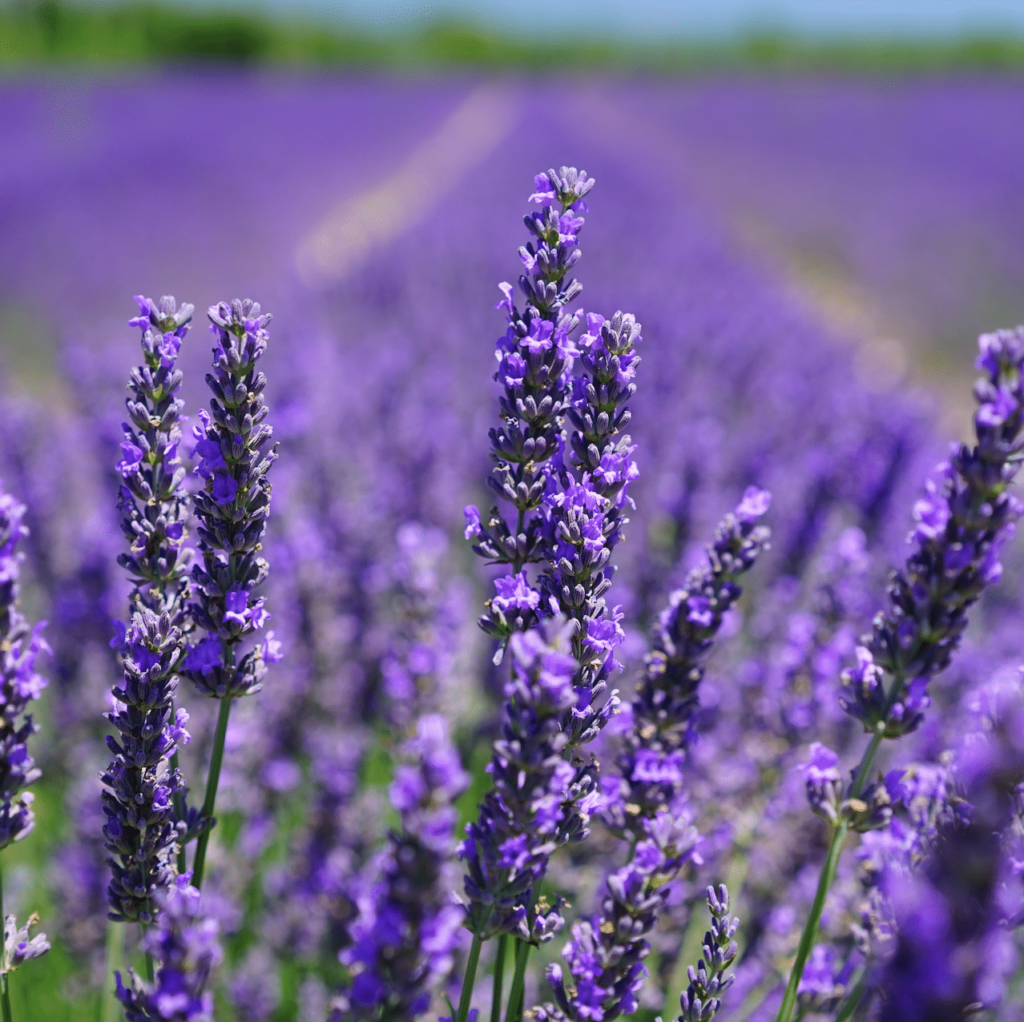 Walnut Hills Lavender and Herb Farm, Lavender Abingdon VA, Lavender Farm in Abingdon